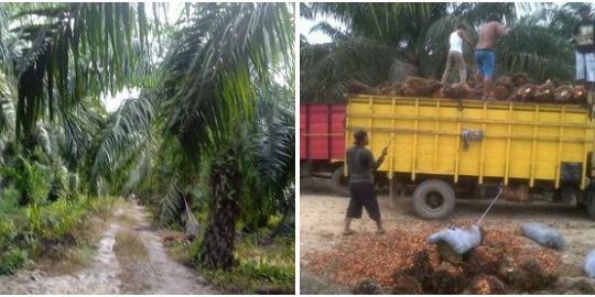Puluhan Tahun, E.S Kuasai Ratusan Hektar Lahan Perkebunan Tanpa Izin di Tasik Serai
