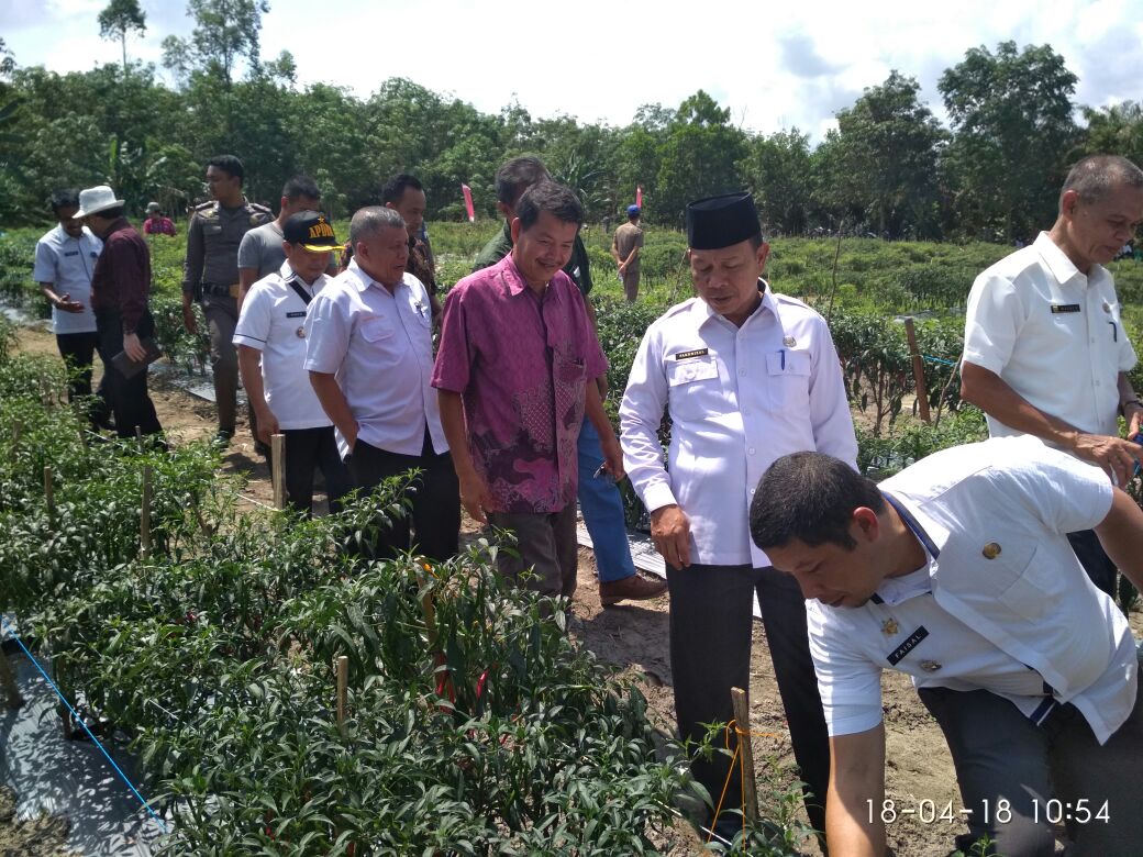 Wakil Bupati Pelalawan Zardewan Beri Apresiasi Bantuan PT. ARARABADI Terhadap Petani Cabai