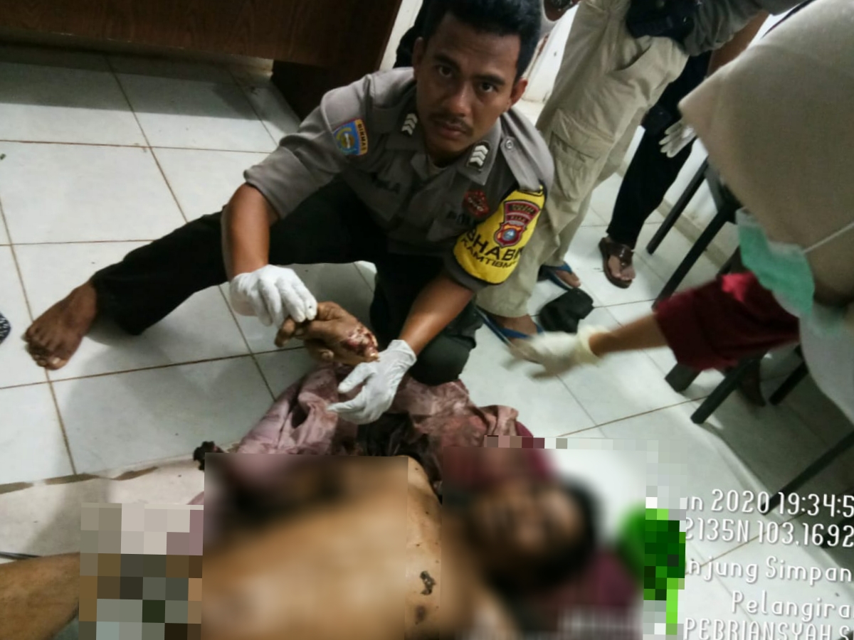 Tewas Mengenaskan Dimangsa "Harimau Sumatera" Didepan Mata Rekan Mencari Kayu Bakar