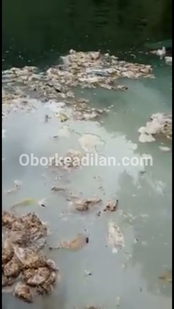 PT. AQUA FARM NUSANTARA TERINDIKASI MEMBUANG RATUSAN KARUNG LIMBAH IKAN BUSUK KE DANAU TOBA
