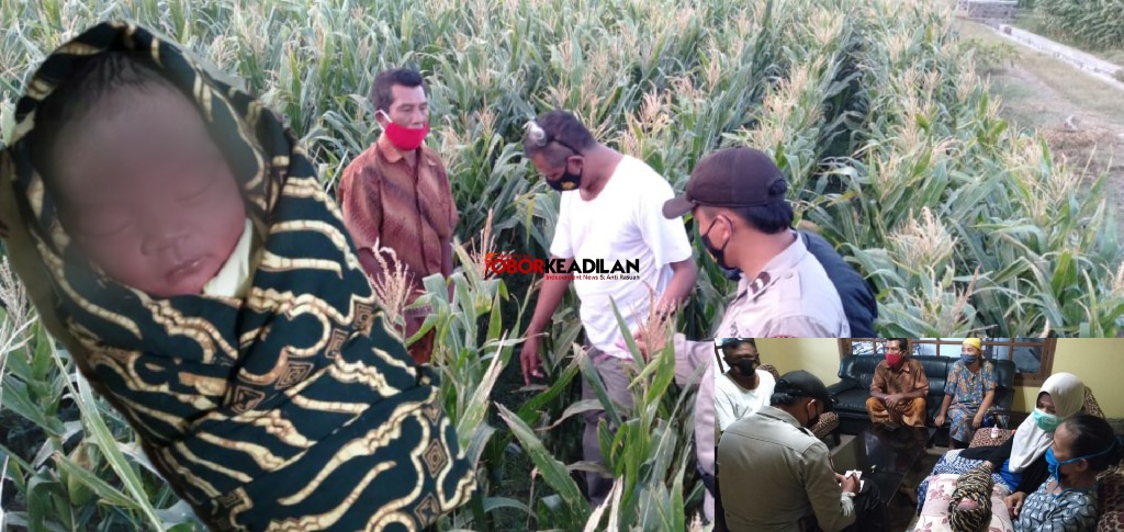 Heboh, Penemuan Bayi Usia 2 Hari Ditengah Jagung Desa Sumurmati Gegerkan Warga Sekitar 