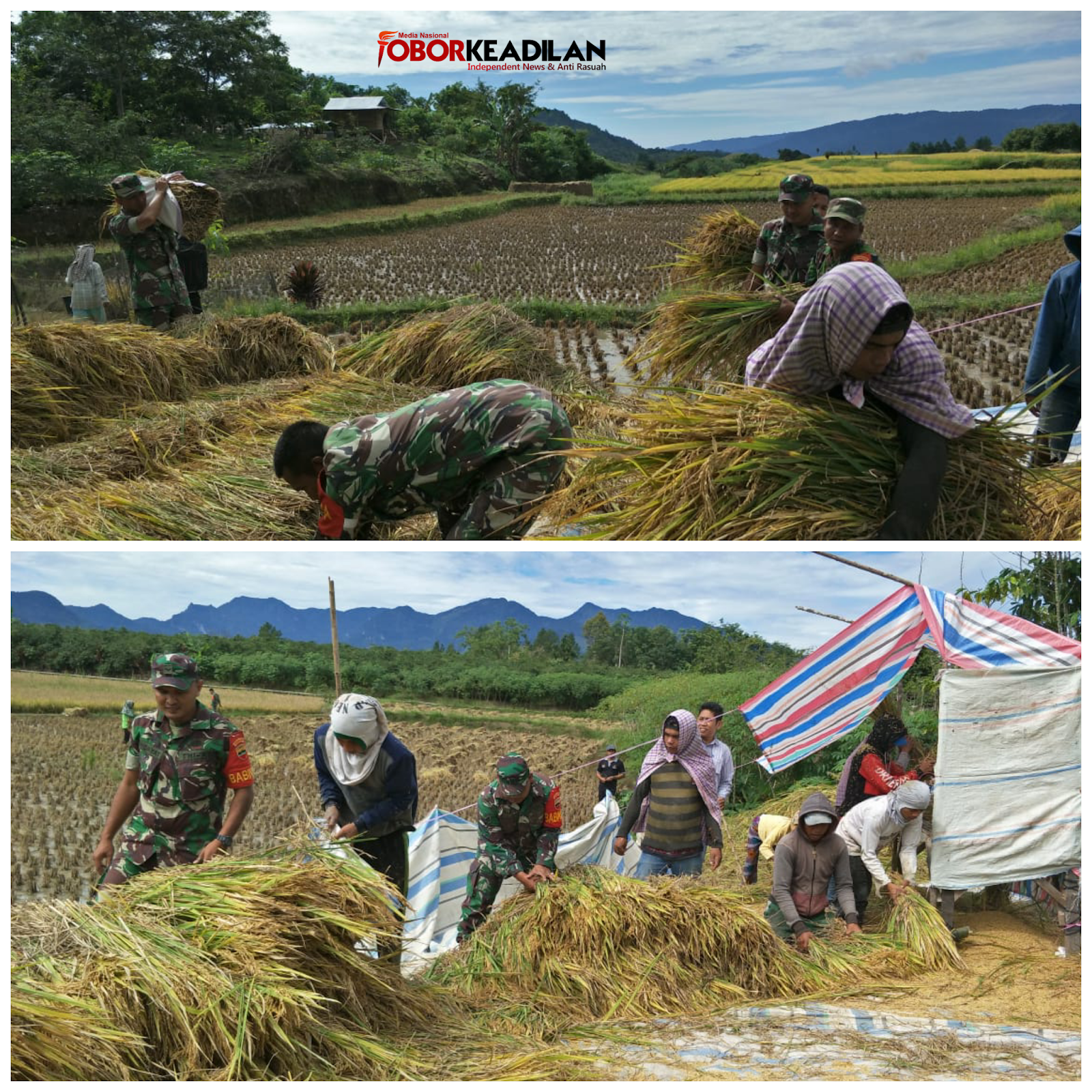 Koramil 15/Habinsaran Dampingi kelompok Tani! Tanam Jajar legowo Hingga Ikut Panen 