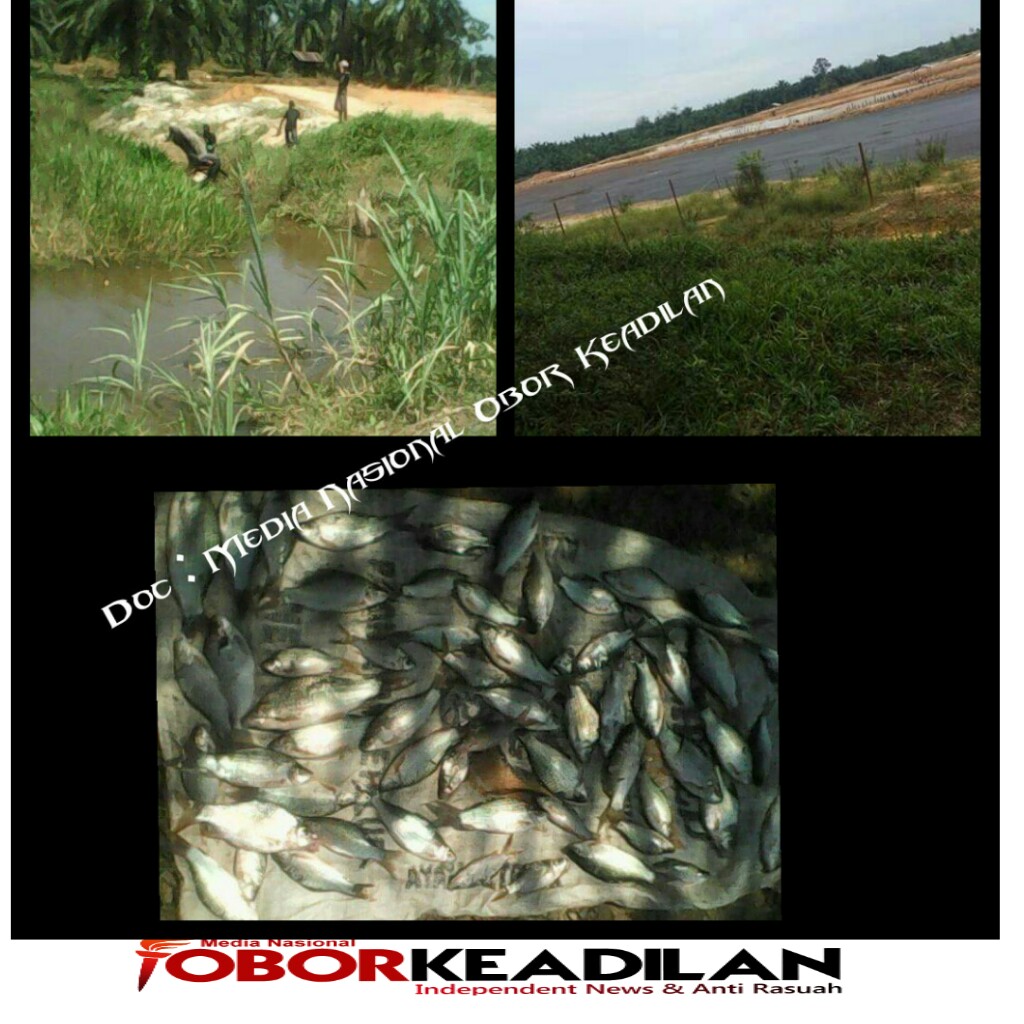 LIMBAH PKS PT.KMS MENCEMARI SUNGAI AEK PIDONG DAN MENIMBULKAN RIBUAN IKAN MATI 