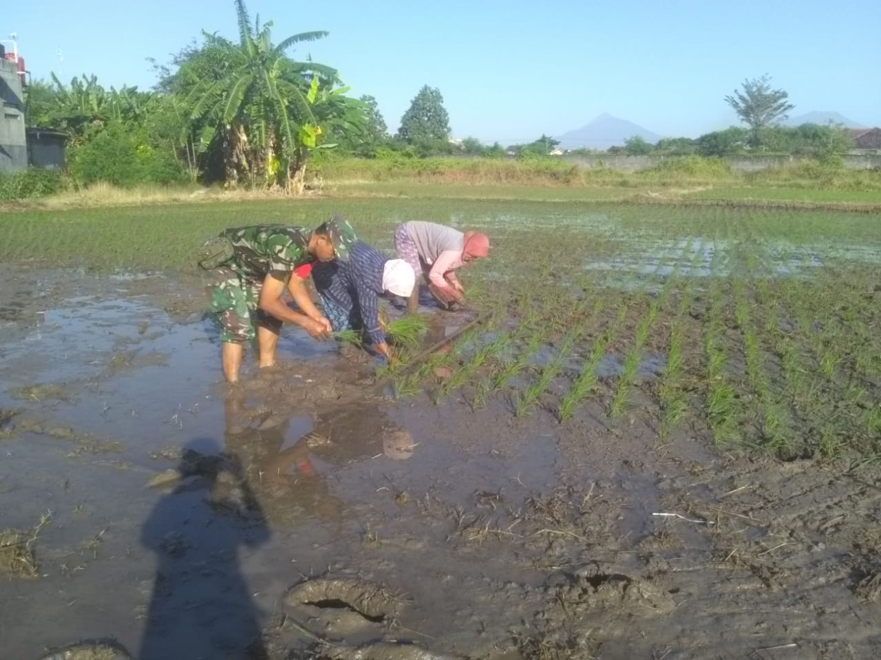 Tingkatkan Ketahanan Pangan, Babinsa Sumber Terjun Kesawah Dampingi Petani Tanam Padi