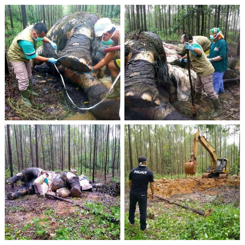 Lagi, Gajah Mati Diduga Dibunuh di Area  Konsesi PT. ARARA ABADI Distrik II, Desa Tasik Serai Kecamatan Talang Muandau 