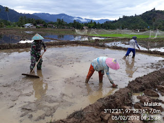 Babinsa Posramil 11/Kluet Tengah Optimalkan Penyiapan Lahan Sawah untuk Penaburan Benih Padi