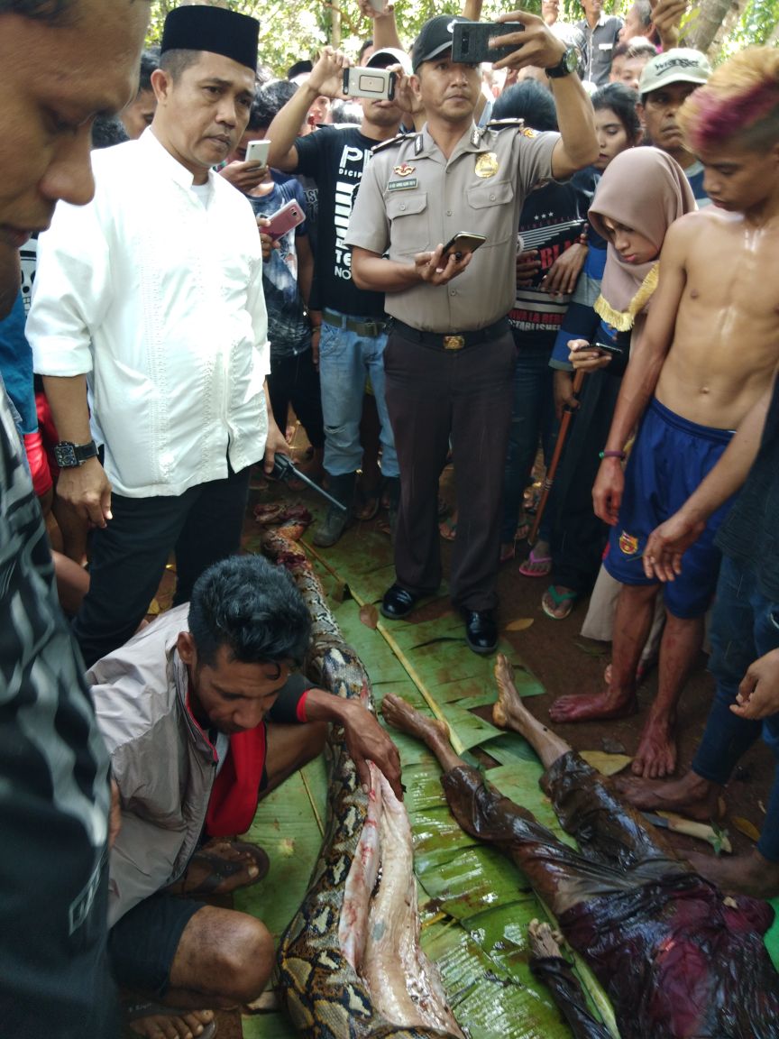 NAAS TUBUH WANITA DI TELAN ULAR SANCA BULAT-BULAT DI SULTRA