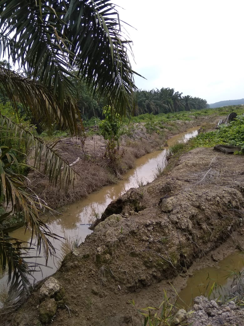 Sontoloyo, Tim Penertiban Perkebunan Ilegal Riau Terbentuk Dengan Capaian Mandul..