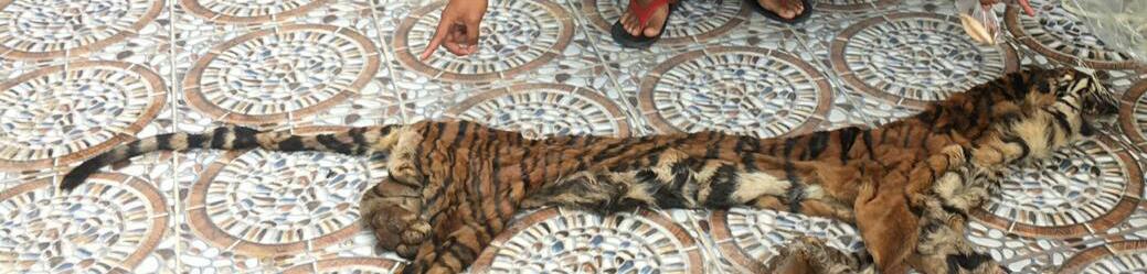 Polda Riau Berhasil Mengungkap Kasus Perdagangan Kulit dan Organ Harimau Sumatera Di Inhu-Riau