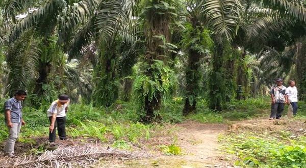 LT KPSKN PIN RI Akan Di Peradilkan: Ijin HGU PT. Musim Mas Belum Diganti Rugi Pada Warga Dan Juga Anak Sungai Di Gali Sekitar Lingkungan Warga