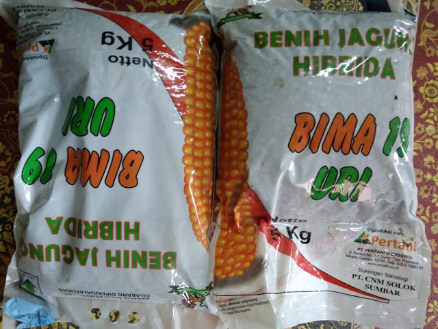 Masyarakat Samosir Rugi, Dinas Pertanian Samosir Bagikan Bibit Jagung Kadaluarsa