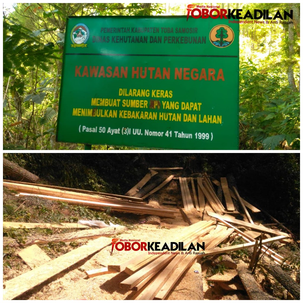 Kawasan Hutan Lindung Kab Tobasa Dolok  Tolong , Dijarah Maling 