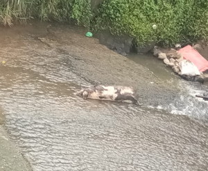 Buang Bangkai Babi di Sungai, Wabah Bau Ancam Warga Desa Narumonda 8 Tobasa