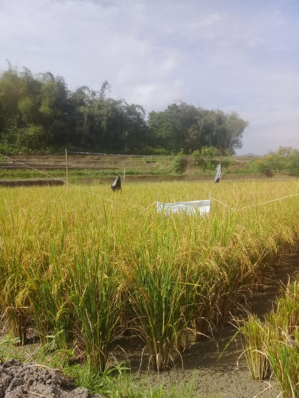 Pupuk Bersubsidi langka di 'Tobasa', Petani Pasrah Beli Diatas HET