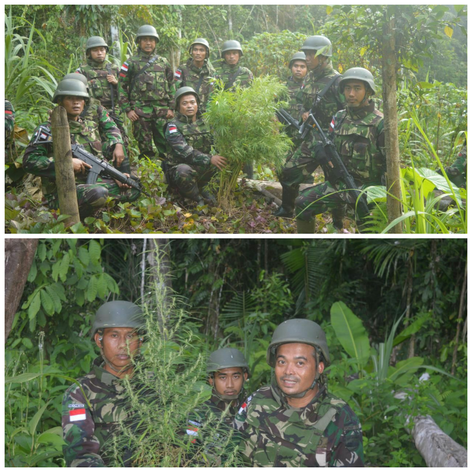 SATGAS YONIF 121/MACAN KUMBANG MENEMUKAN LADANG GANJA DI KAMPUNG KALILAPAR