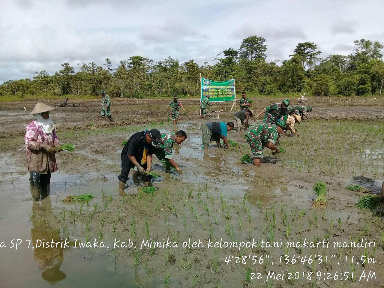 Babinsa Wujudkan Swasembada Pangan Di Wilayah Kabupaten Mimika