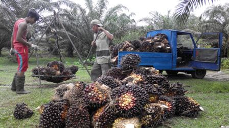 Masyarakat Mengeluh Harga Sawit Terus Turun