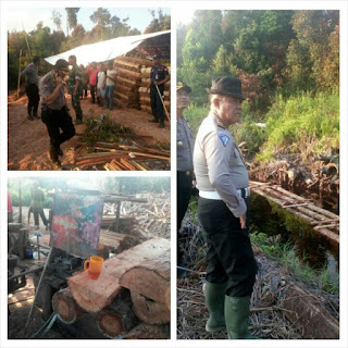 Polsek Pangkalan kuras ,Grebek saw mill Bukit kusuma , Sebelas Pekerja Diamankan