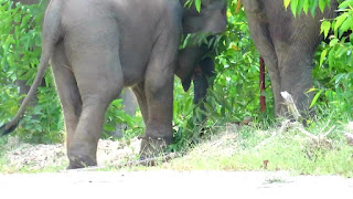 Gajah Sumatera Terkena Jerat Pemburu Di Talang Muandau, Bengkalis - Riau.