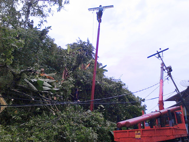 Pohon Tumbang Akibatkan Jalur Listrik Latral Boyo Padam