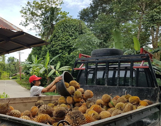 Manisnya Buah Durian Semanis Keuntungan Yang Menjanjikan