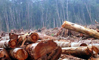 Duh.. Perambahan Hutan Ribuan Hektare Kebun Sawit Duta Palma Dikabarkan Belum Miliki HGU LINGKUNGAN