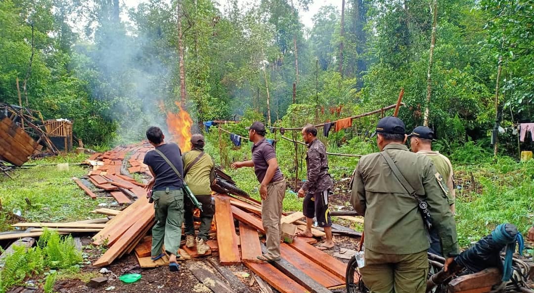 Ilegal Loging Marak, BBKSDA Musnahkan 10 Sarang Pembalak Liar di SM Giam Siak Kecil-Riau