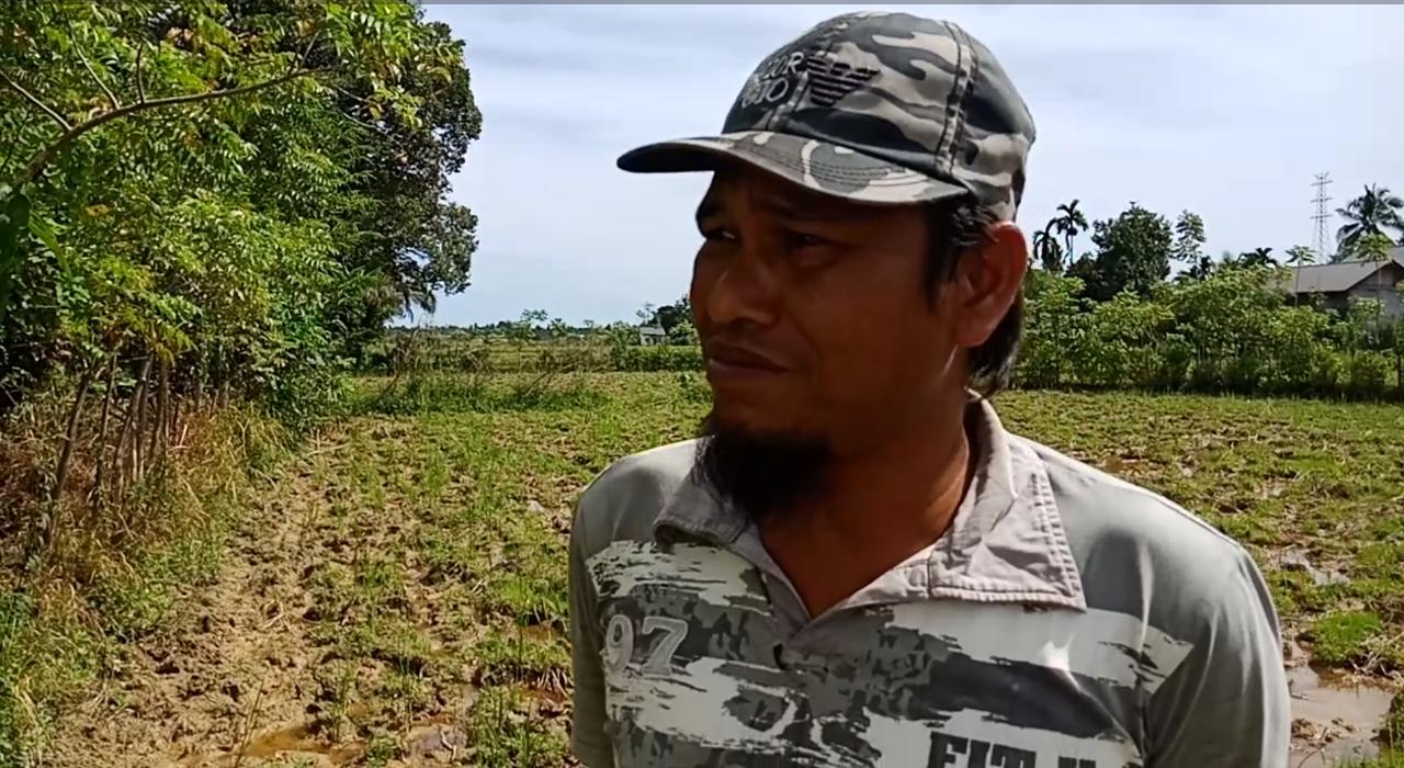 Rahasia Dibalik Suksesnya Pertanian di Labuhanhaji Barat