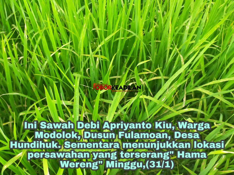 20 Hektar Tanaman Padi Mulai Diserang" HAMA WERENG" Petani Minta Pemda Serius Sikapi