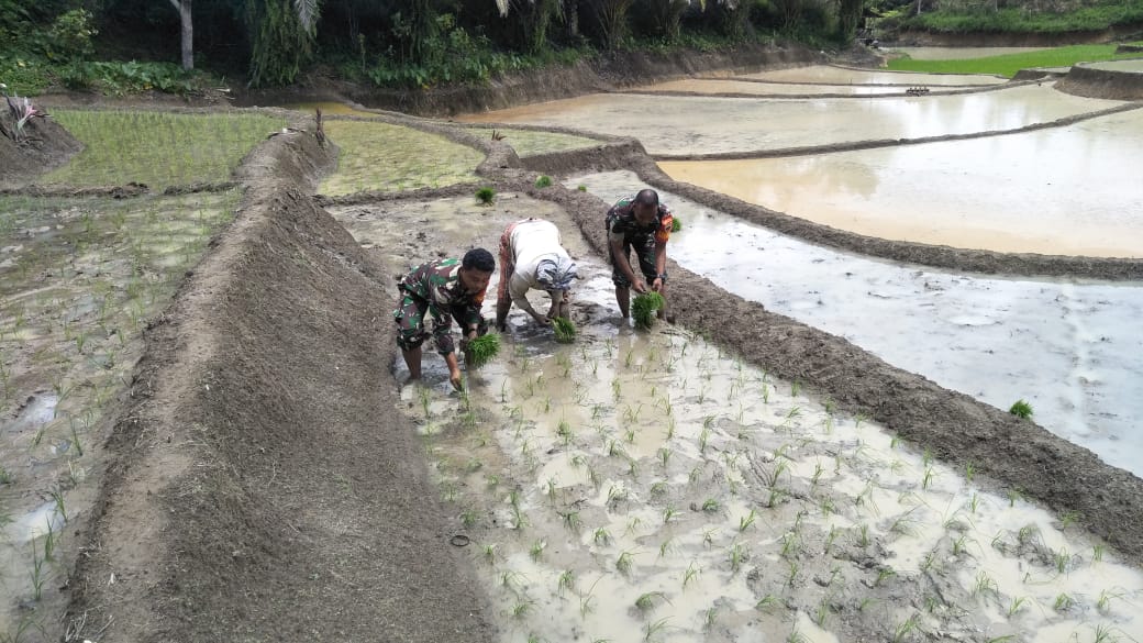 Babinsa Koramil 15/Habinsaran Dan Kelompok Tani Unggan Menanam Padi Di Sawah