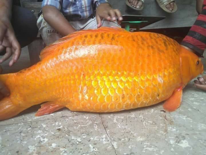 Badai Bergemuruh sehari sebelum Musibah Karamnya Kapal KM Sinar Bangun Diduga Akibat Warga Memakan Ikan Emas Raksasa