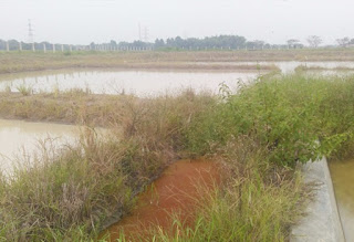 Dinas Pertanian Kelautan dan Perikanan Kota Serang , Telantarkan Kolam bibit ikan 1 M
