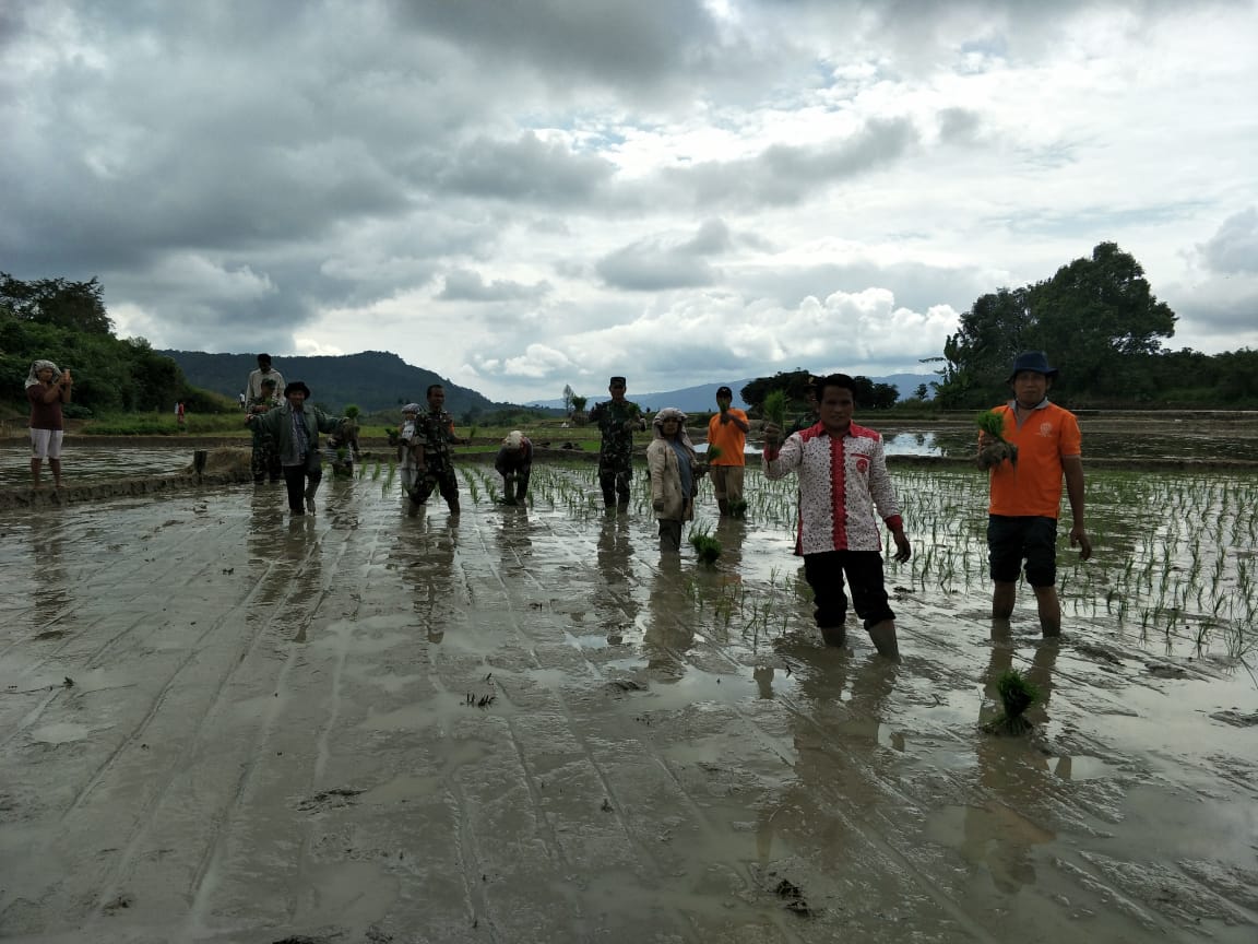 Koramil 15 Habinsaran, PPL Bersama Kelompok Tani Turun ke Sawah Tanam Padi