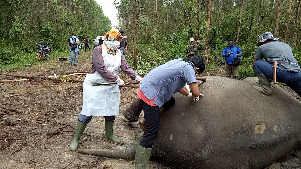 Gajah Mati Kembali Ditemukan di Area Konsesi PT. Arara Abadi Distrik II, Duri-Riau, Ternyata Ini Penyebabnya