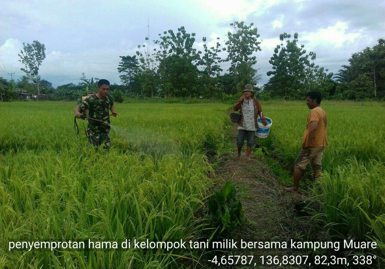 Demi Kualitas Padi di Desa Muare, Distrik Timika Timur, KabTimika Papua, Babinsa Dampingi Warga Semprot Anti Hama