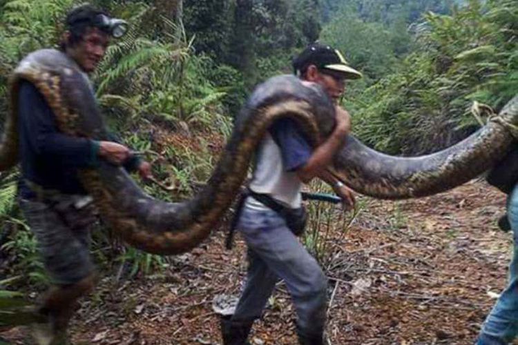 ULAR PITON SEUKURAN 6 METER YANG SEDANG KAWIN DIBUNUH WARGA MALAYSIA 