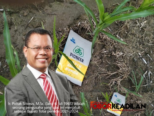 Poltak Bupati Toba Tersenggol Issu Kolusi Korupsi Pengadan Benih Jagung Pioneer-32