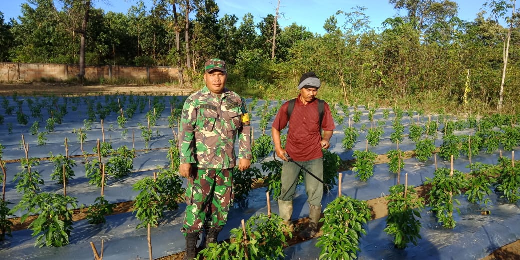 SERDA SIHOMBING, SANG BABINSA SELALU SETIA MENDAMPINGI "Warga" PETANI CABE DI KELAPA KAMPIT