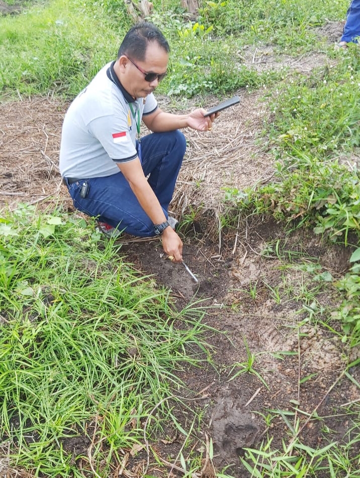 Viral, Harimau Sumatera Masuk Kota, Jejak Diduga Milik Harimau Sumatera Ditemukan Di Pekanbaru-Riau