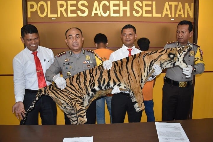 Dua Penjual Kulit Harimau Sumatera Ditangkap di Aceh Selatan