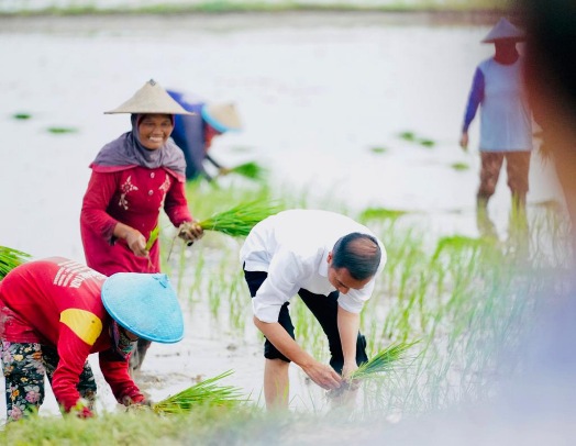 Viral, Presiden Jokowi Tanam Padi Bersama Petani di Tuban Jawa Timur 