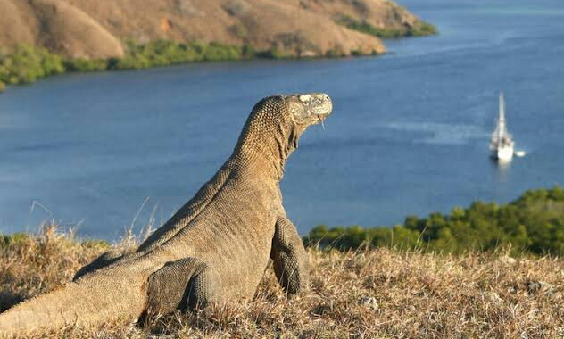 Gubernur NTT Akan Menutup TN Komodo, Ini Alasannya