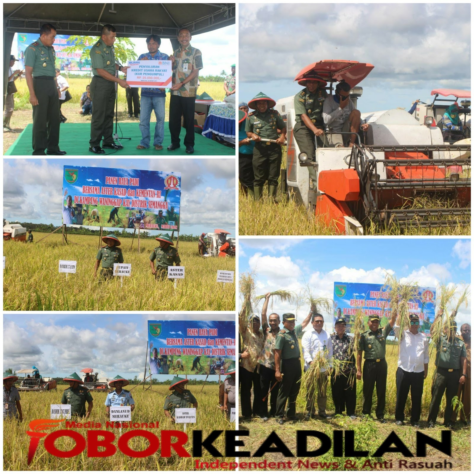 ASTER KASAD MELAKUKAN PANEN RAYA DI MERAUKE