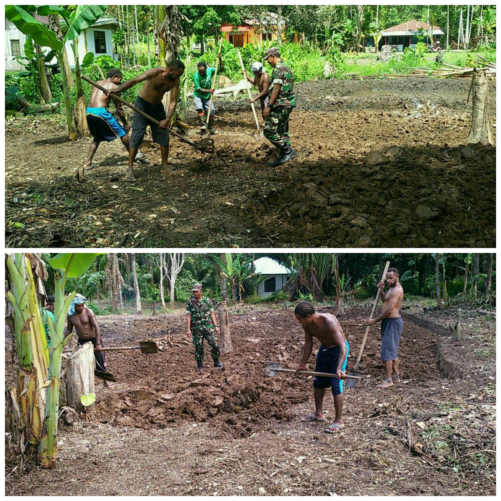 Babinsa Koramil 1709-01/Yapsel Bantu Petani Olah Lahan Pertanian