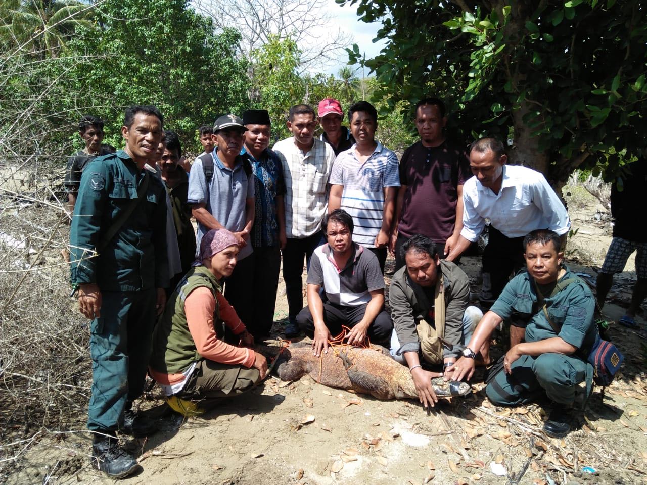 Staf PEH BTNK Andi Kefi: Betul ada Komodo tertangkap di Bari kecamatan Boleng kabupaten Manggarai Barat NTT