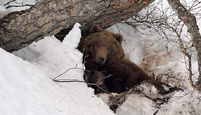 'Disandera' Beruang Selama Sebulan, Pria Rusia Tinggal Tulang dan Kulit