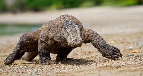 Taman Nasional Komodo, masuk urutan 10 Destinasi kunjungan wisata Asia