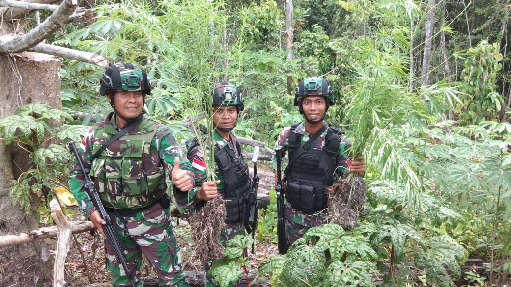 Satgas Raider 300 Temukan Ladang Ganja Pasca Penyisiran lorong Hutan di Papua