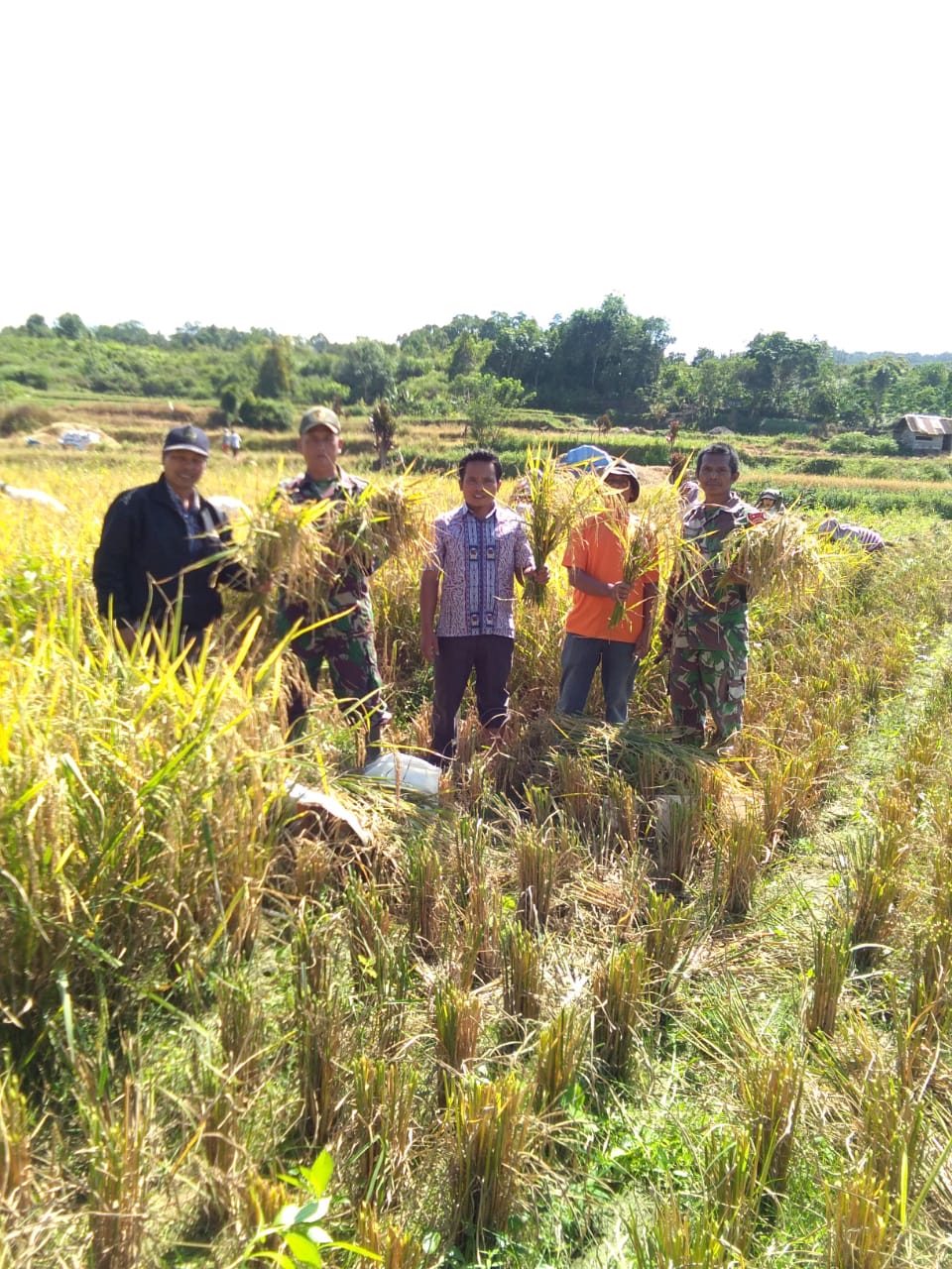 Babinsa Koramil 15/HBS Dan PPL Mengubin Di Pok Tan Jampalan, Lumban Pinasa