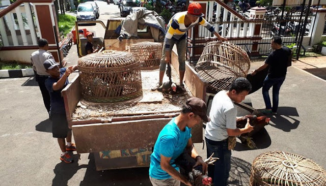 ARENA JUDI AYAM DI GREBEK POLISI DI PESANGGRAHAN, JAKARTA SELATAN.